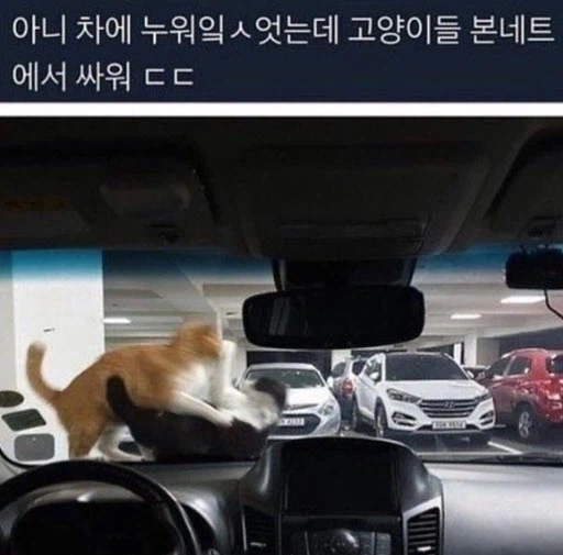 UFC 가장 앞자리에서 직관하는 법_1.webp