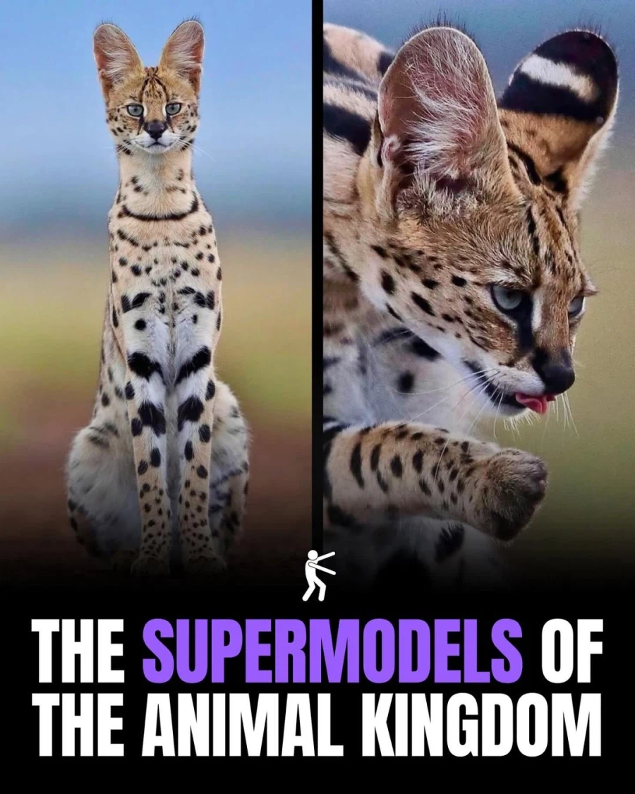 동물의 왕국에서 슈퍼모델..._1.webp