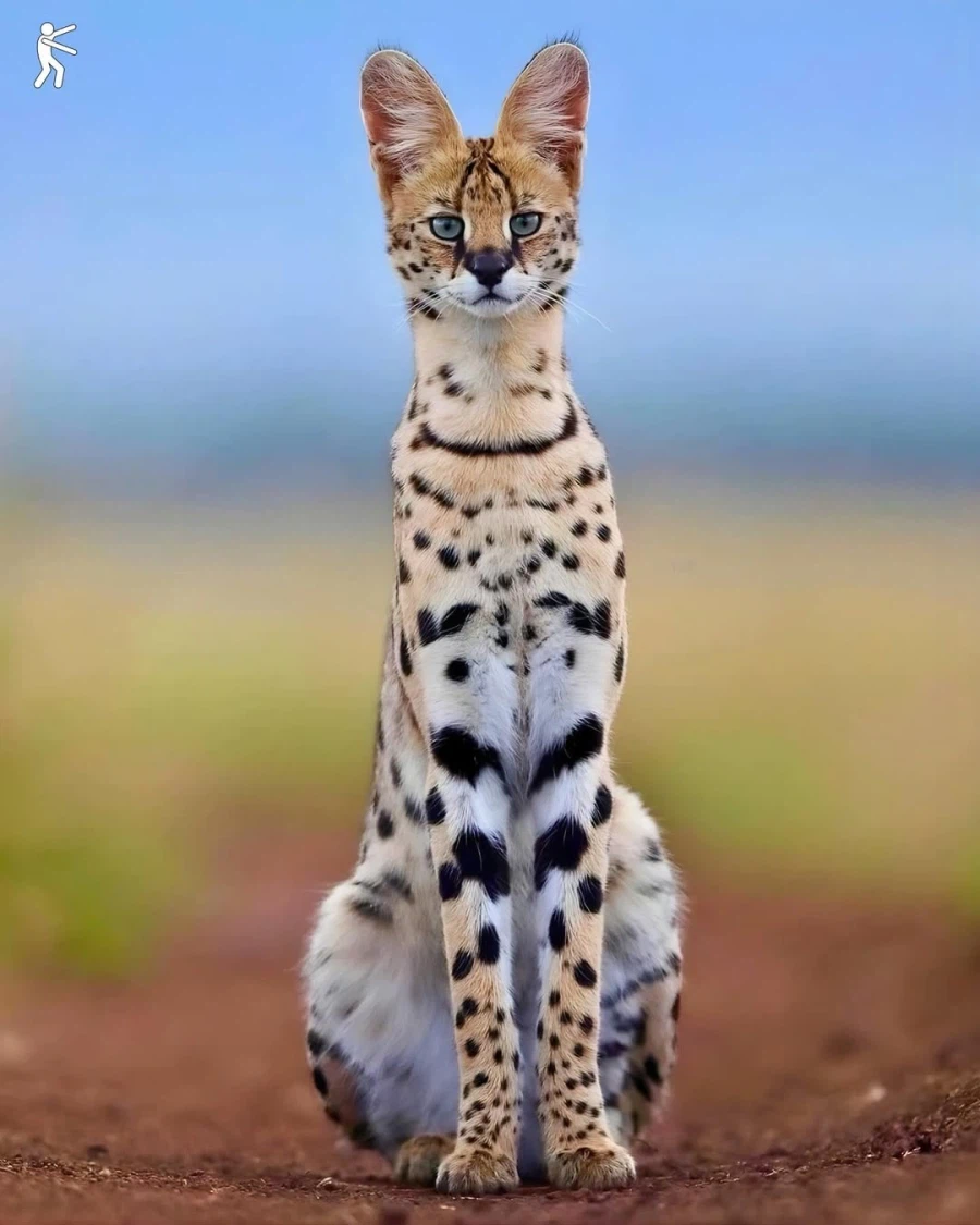 동물의 왕국에서 슈퍼모델..._2.webp