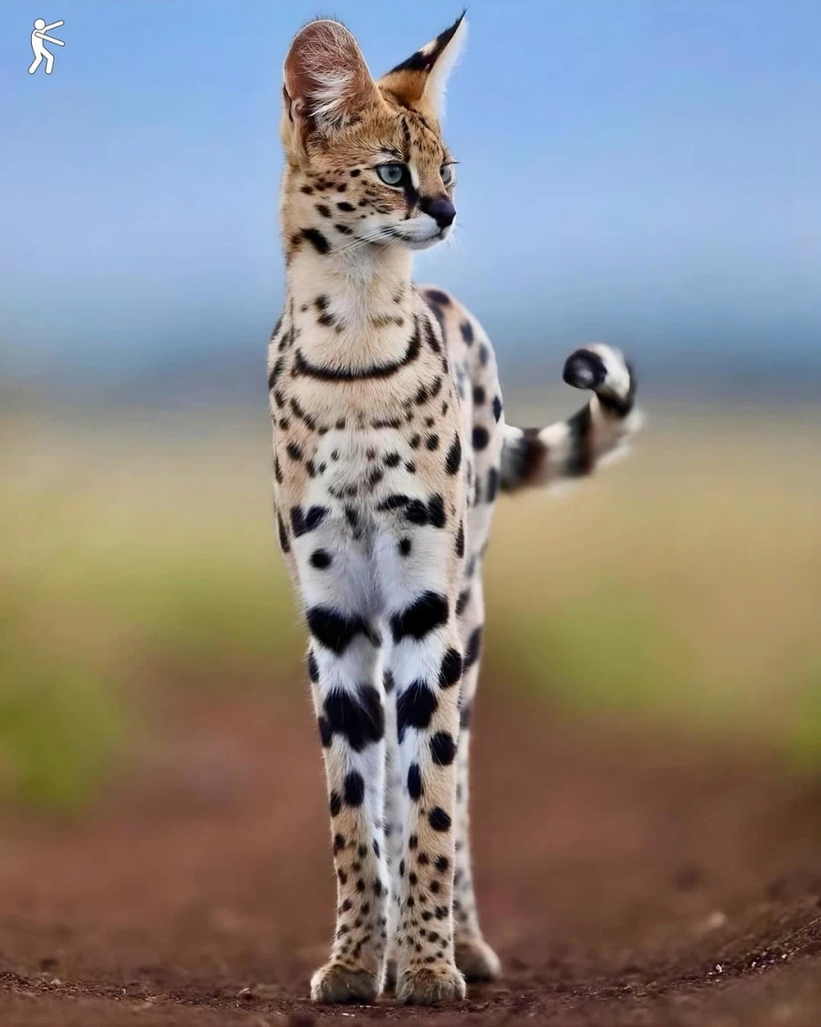 동물의 왕국에서 슈퍼모델..._3.webp