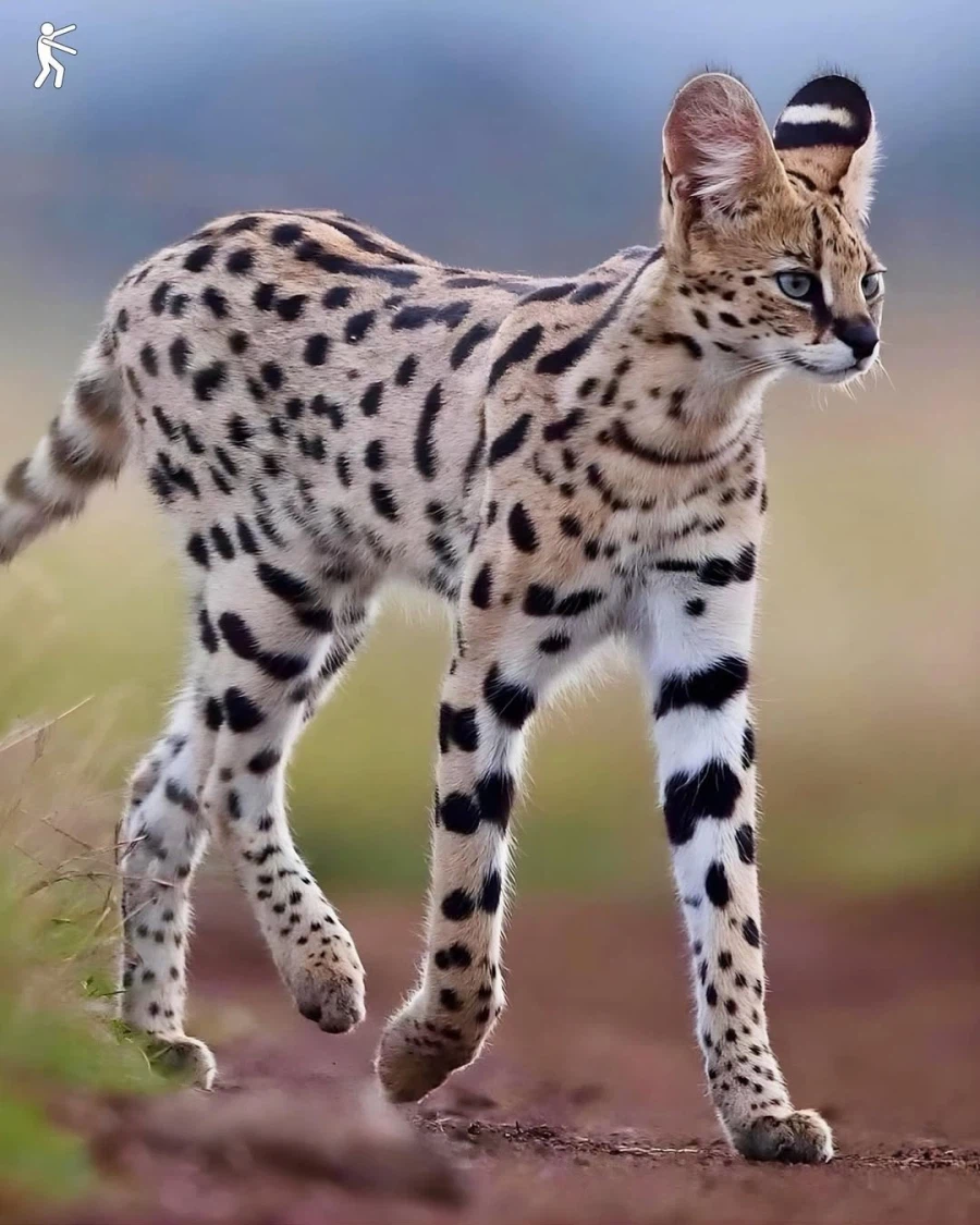 동물의 왕국에서 슈퍼모델..._5.webp