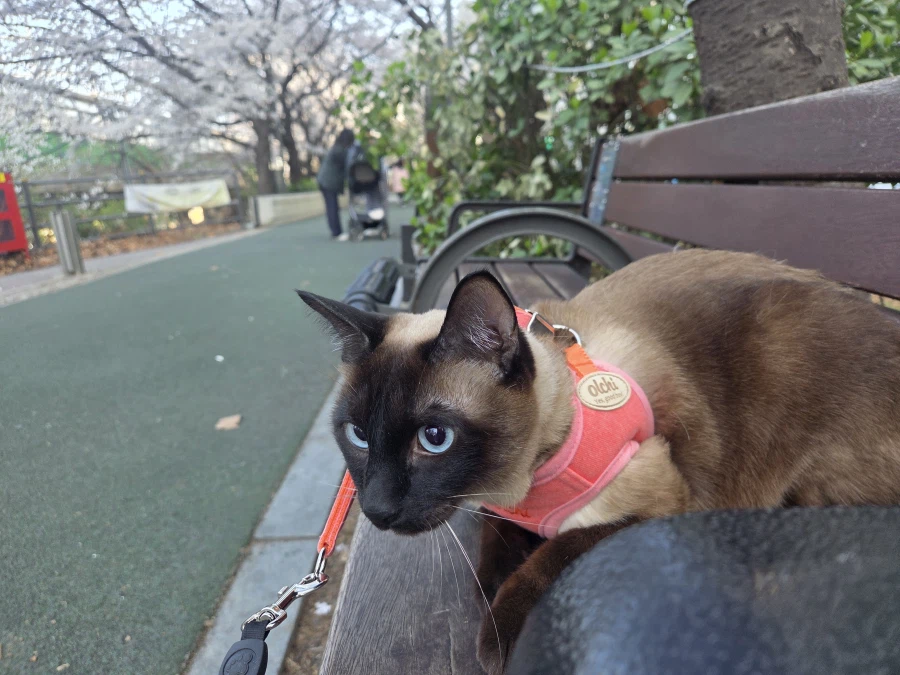 고양이랑 같이 벚꽃 구경하고 왔음_1.webp