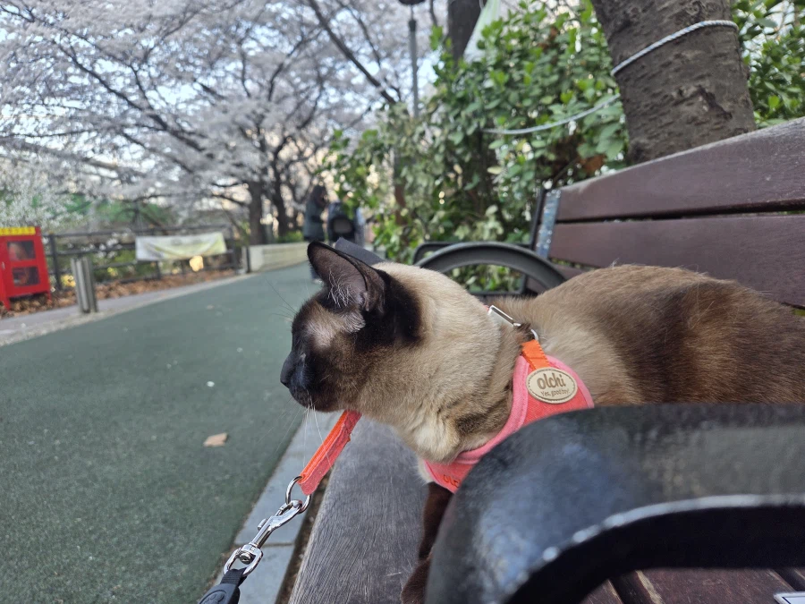 고양이랑 같이 벚꽃 구경하고 왔음_2.webp