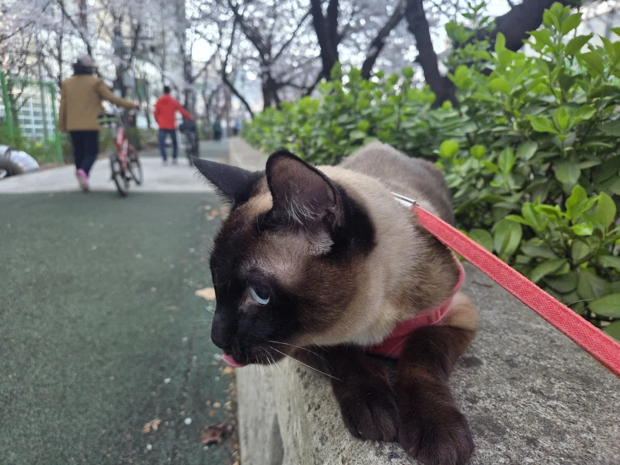 고양이랑 같이 벚꽃 구경하고 왔음_4.webp