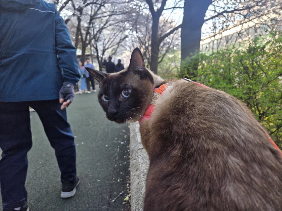 고양이랑 같이 벚꽃 구경하고 왔음_5.webp
