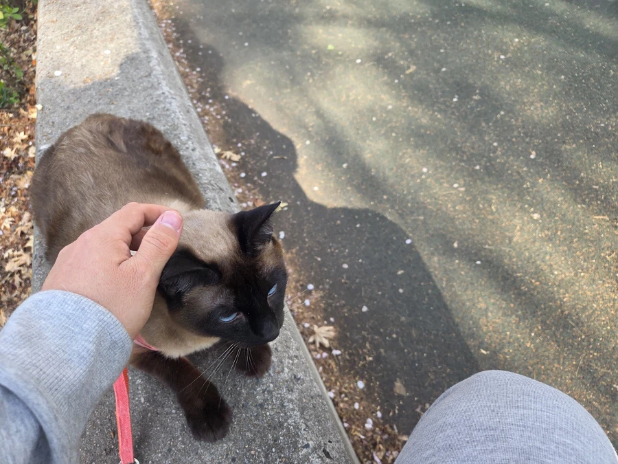 고양이랑 같이 벚꽃 구경하고 왔음_6.webp