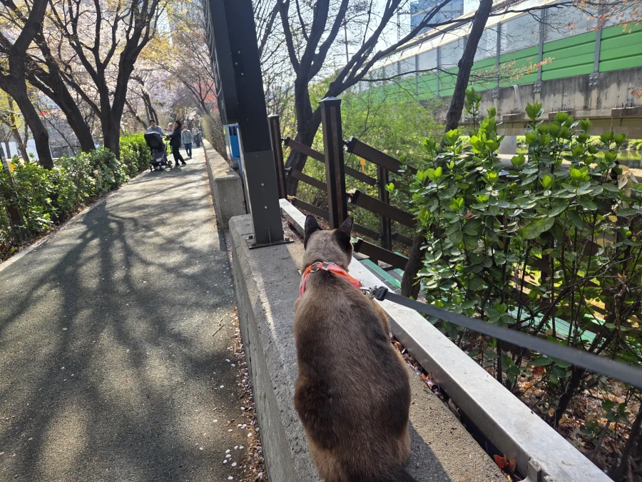 고양이랑 같이 벚꽃 구경하고 왔음_7.webp