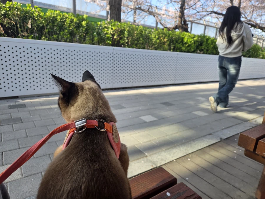 고양이랑 같이 벚꽃 구경하고 왔음_9.webp