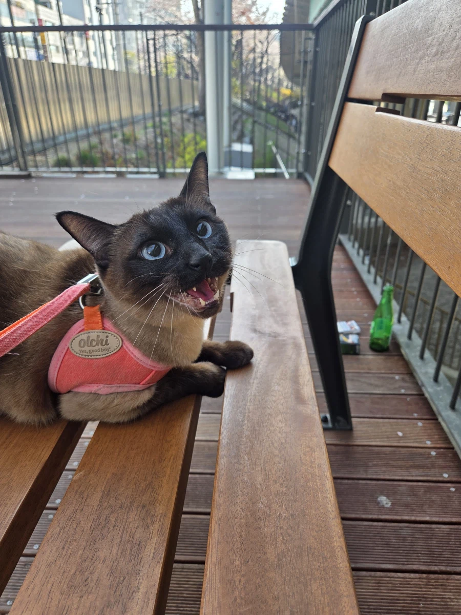 고양이랑 같이 벚꽃 구경하고 왔음_10.webp