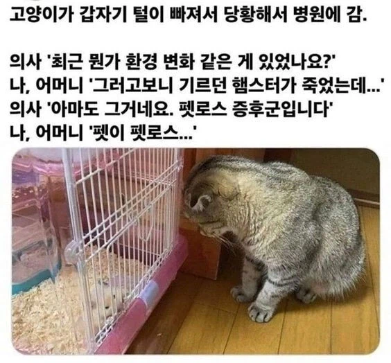개복치가 겪는