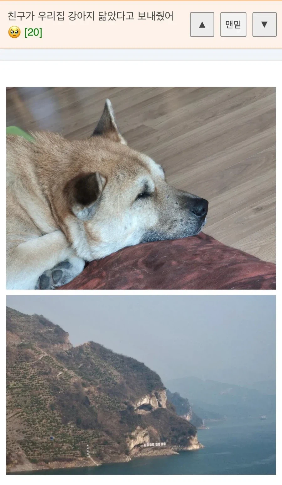 친구가 우리집 멍뭉이 닮았다고 보내줬어.jpg_1.webp