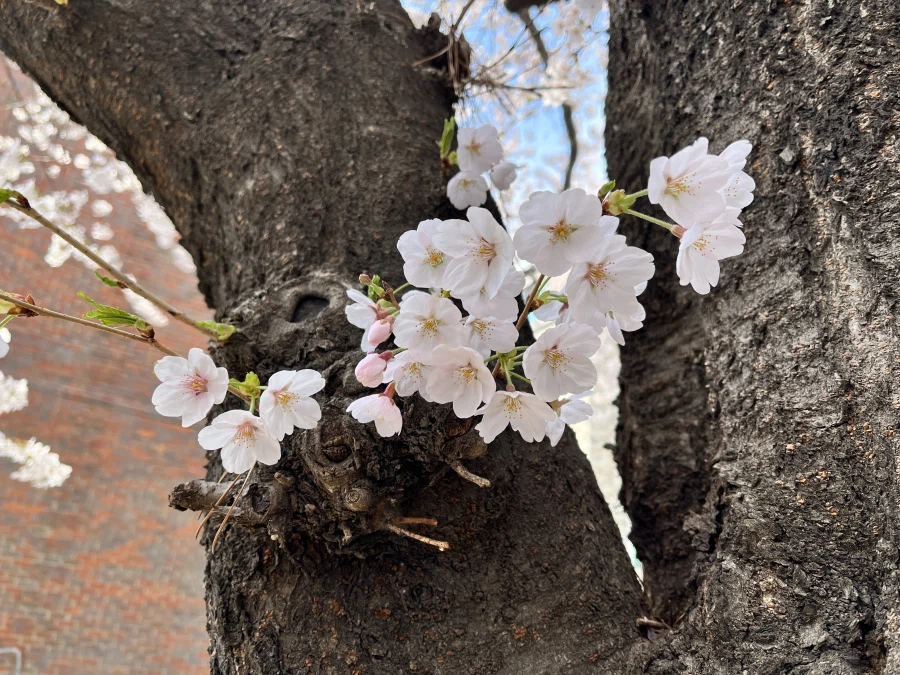 하지만… 꼬ㅊ… 를 두 글자로 줄이면?_1.webp