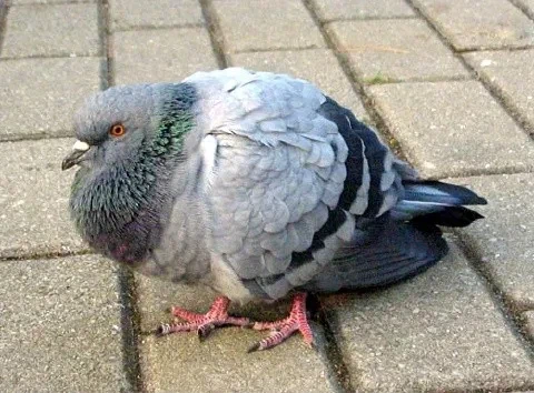 님드랔ㅋㅋㅋ 비둘기가 먹는 과자가 뭔지 아세옄ㅋㅋㅋㅋ_1.webp