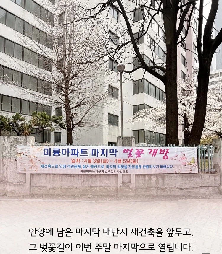 어느 재건축 단지의 마지막 봄 벛꽃_1.webp