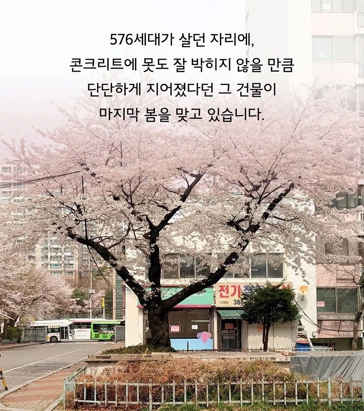 어느 재건축 단지의 마지막 봄 벛꽃_2.webp