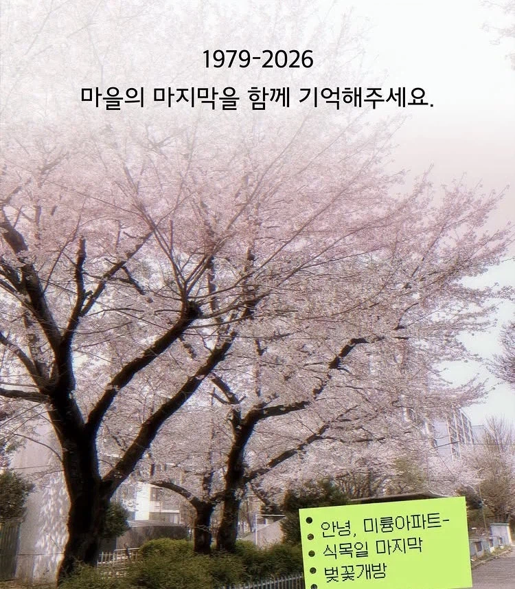 어느 재건축 단지의 마지막 봄 벛꽃_3.webp