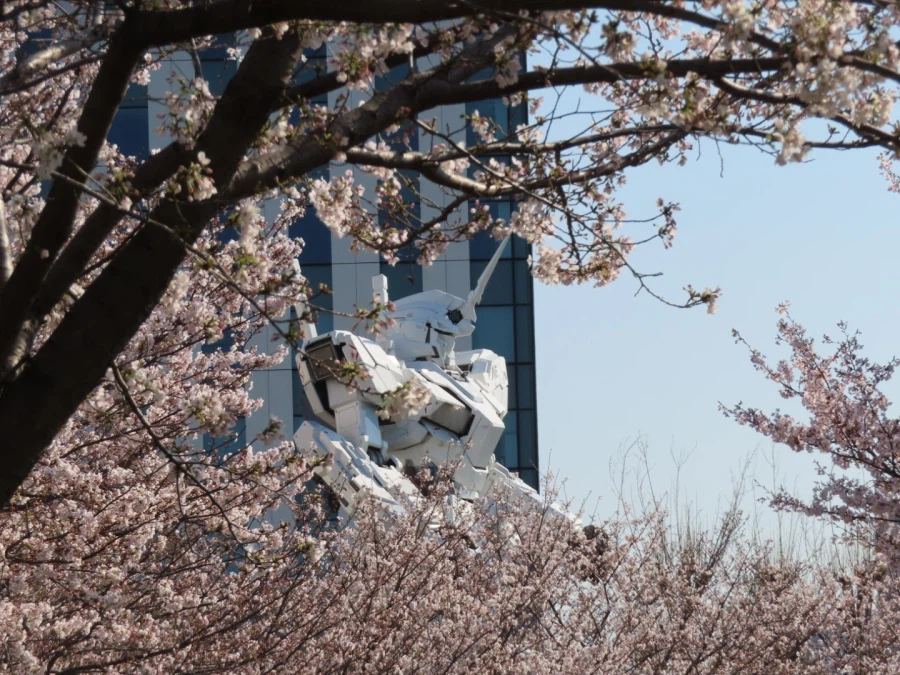 일본 봄의 명물._1.webp