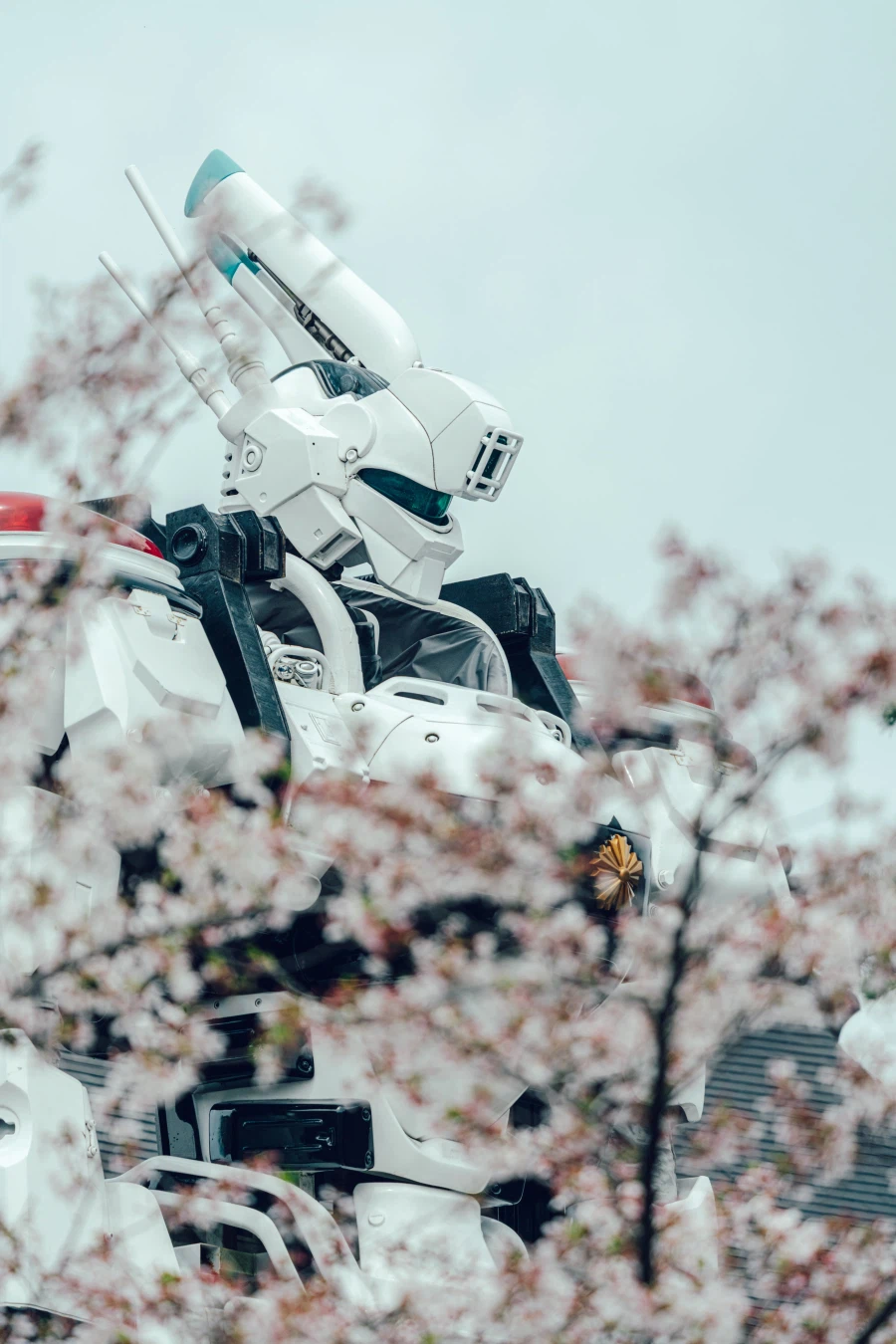 일본 봄의 명물._2.webp