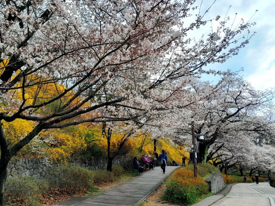 남자친구 손잡고 벚꽃보러 가볼만한곳들_2.webp