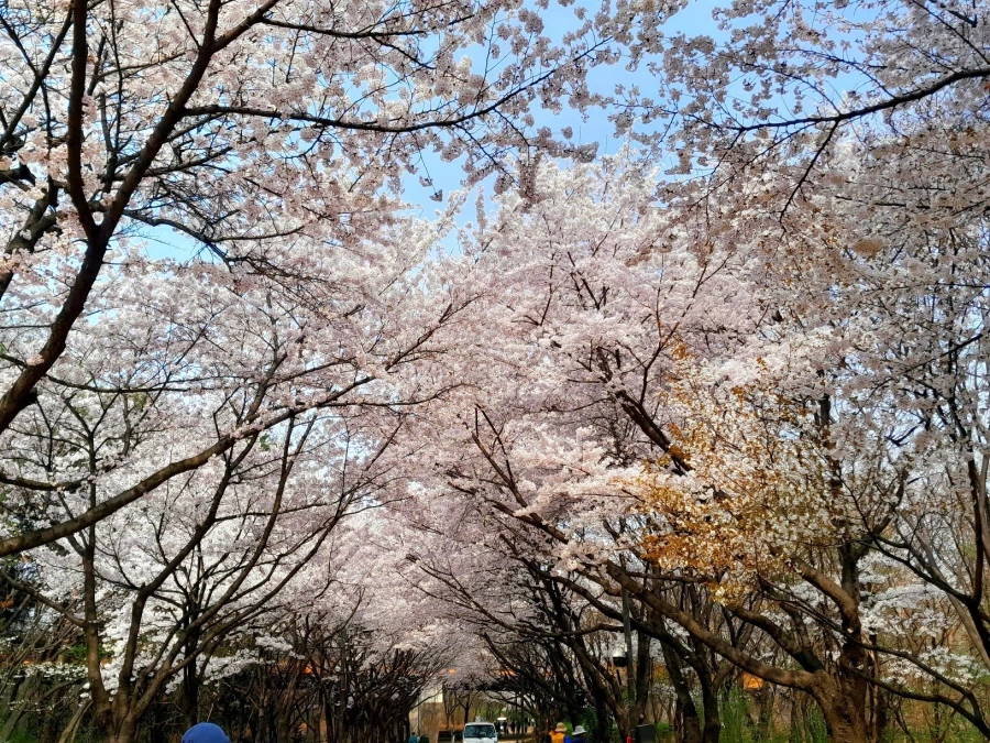 남자친구 손잡고 벚꽃보러 가볼만한곳들_3.webp