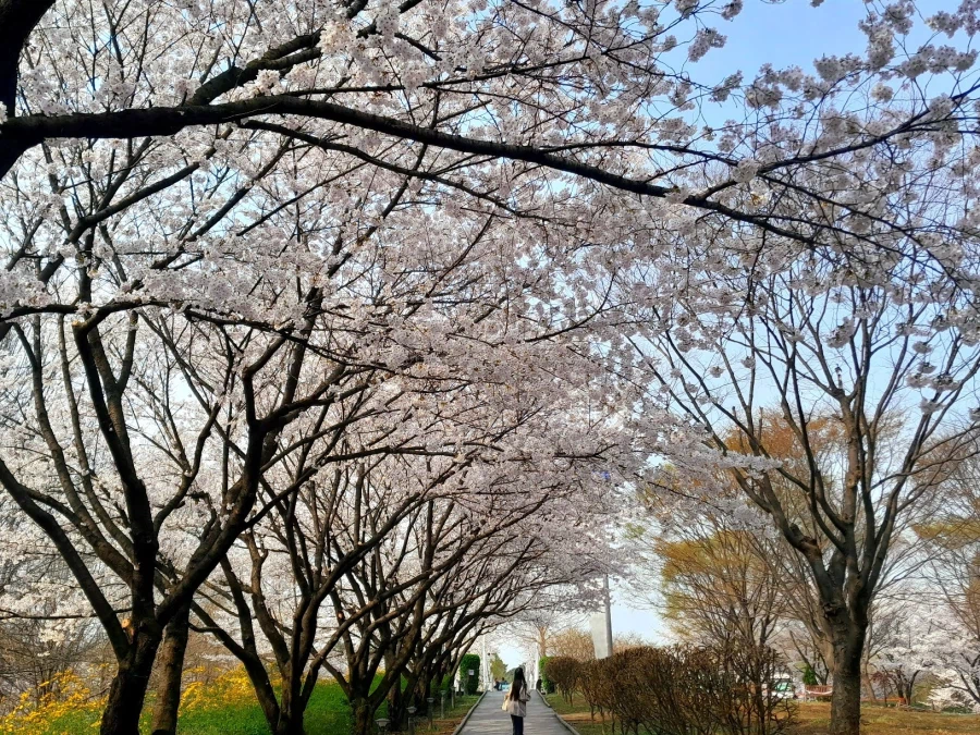 남자친구 손잡고 벚꽃보러 가볼만한곳들_4.webp