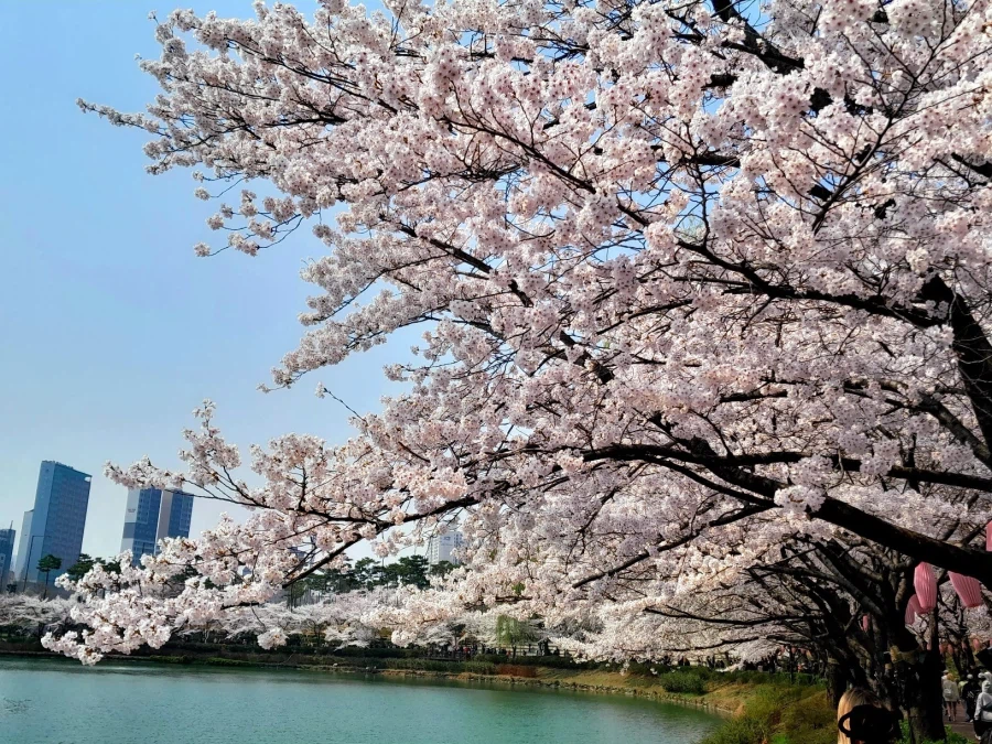 남자친구 손잡고 벚꽃보러 가볼만한곳들_5.webp