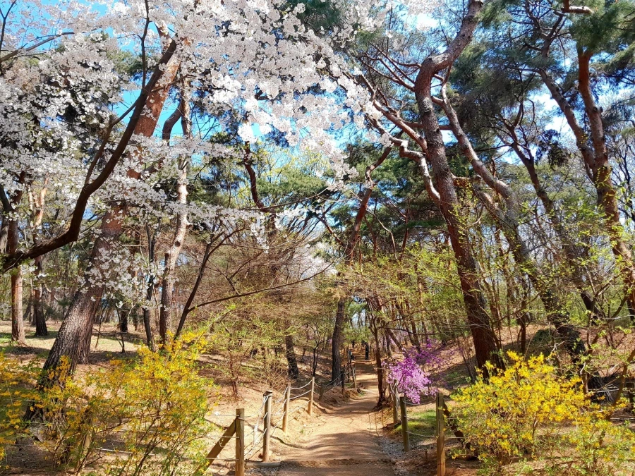 남자친구 손잡고 벚꽃보러 가볼만한곳들_7.webp