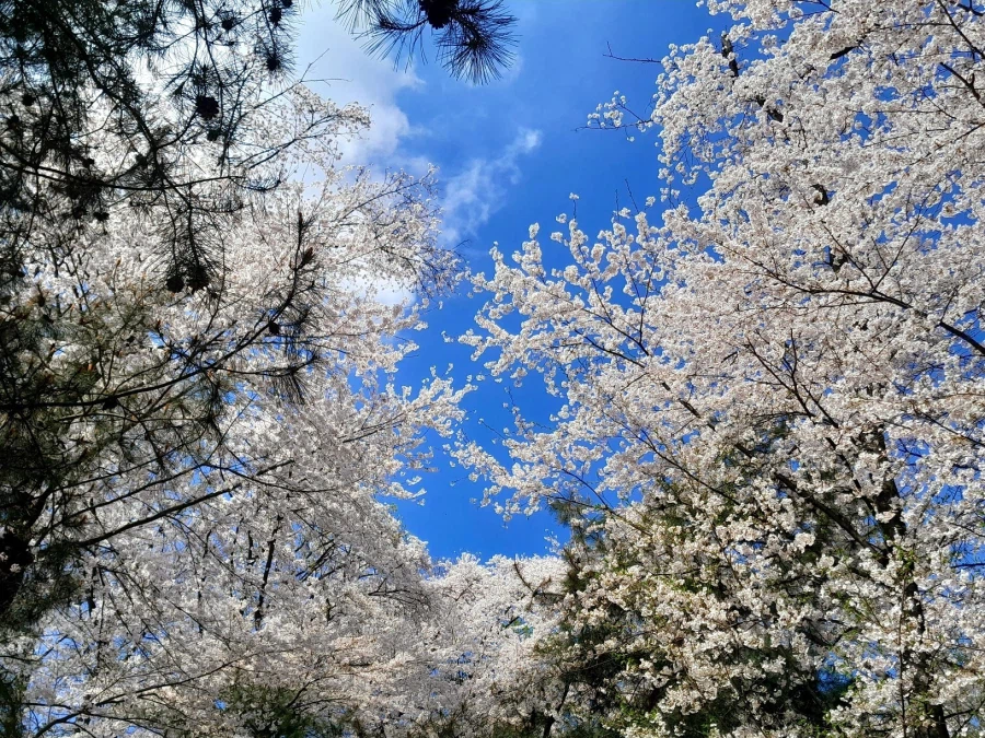 남자친구 손잡고 벚꽃보러 가볼만한곳들_8.webp