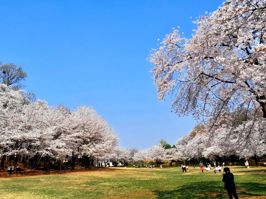남자친구 손잡고 벚꽃보러 가볼만한곳들_10.webp