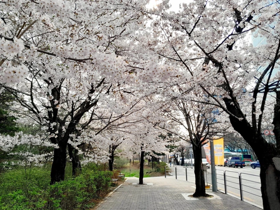 남자친구 손잡고 벚꽃보러 가볼만한곳들_11.webp