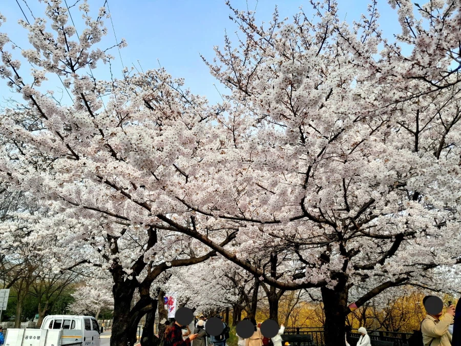 남자친구 손잡고 벚꽃보러 가볼만한곳들_12.webp