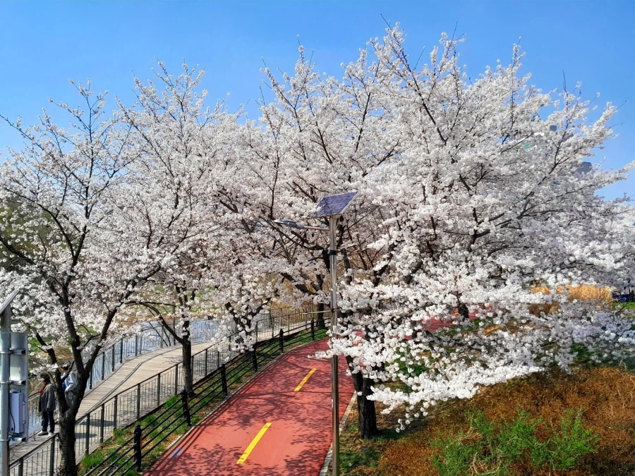 남자친구 손잡고 벚꽃보러 가볼만한곳들_13.webp