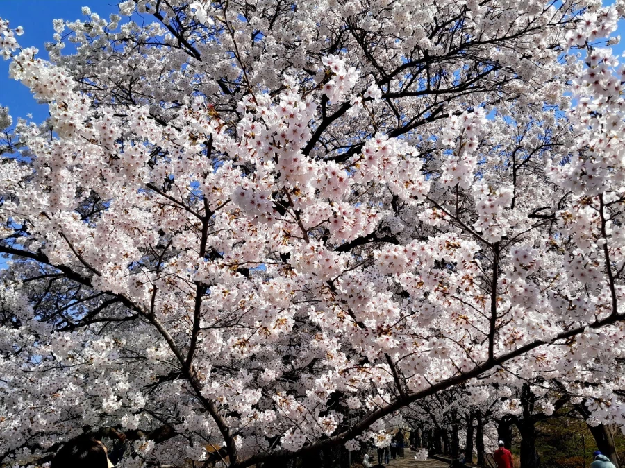 남자친구 손잡고 벚꽃보러 가볼만한곳들_14.webp