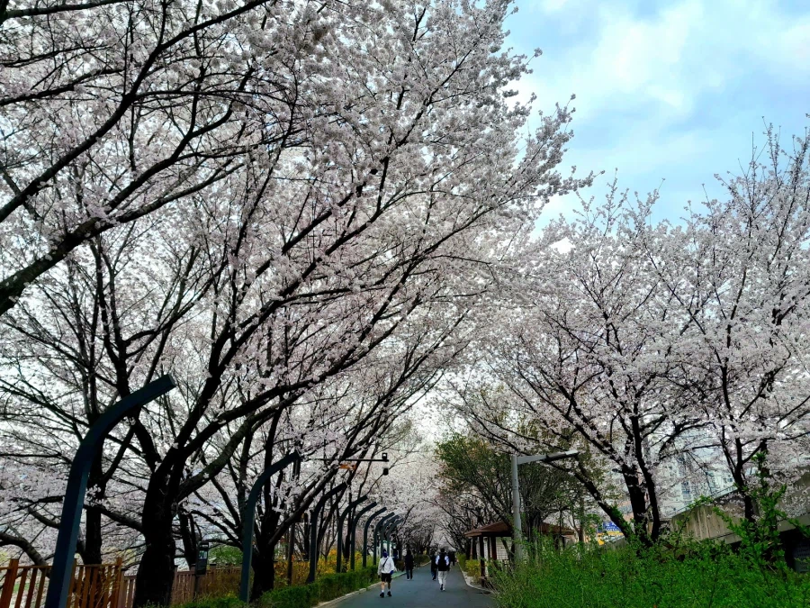 남자친구 손잡고 벚꽃보러 가볼만한곳들_15.webp