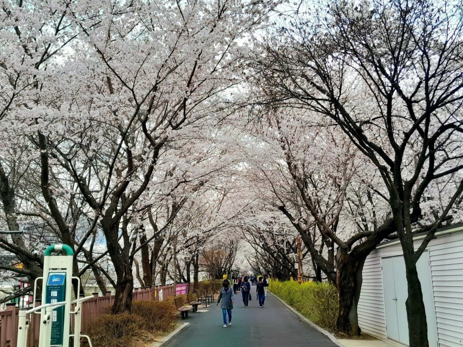 남자친구 손잡고 벚꽃보러 가볼만한곳들_16.webp