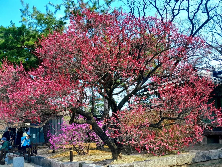 남자친구 손잡고 벚꽃보러 가볼만한곳들_17.webp