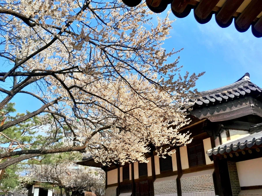 남자친구 손잡고 벚꽃보러 가볼만한곳들_18.webp