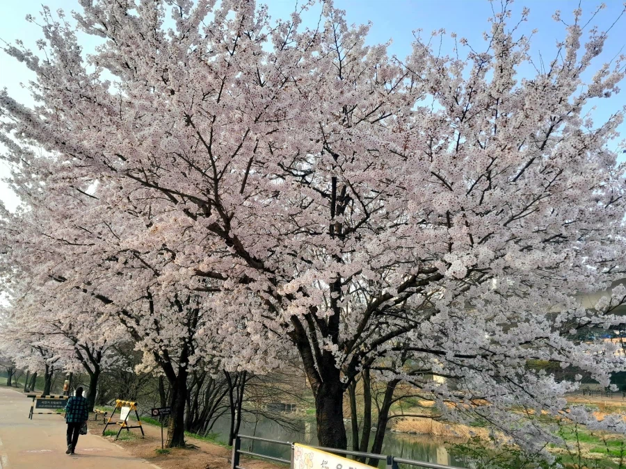 남자친구 손잡고 벚꽃보러 가볼만한곳들_19.webp