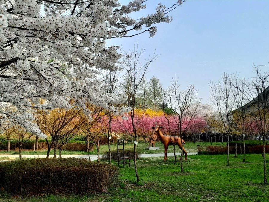 남자친구 손잡고 벚꽃보러 가볼만한곳들_20.webp