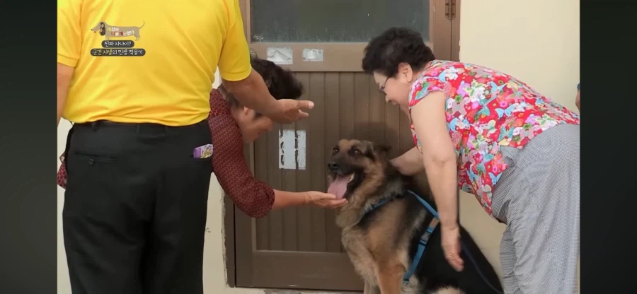 군견 출신 소심한 개를 위한 솔루션_1.webp