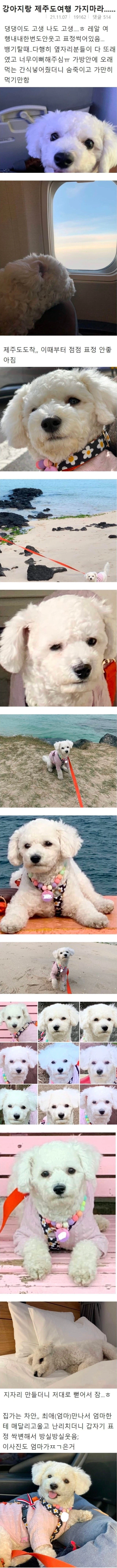 강아지랑 제주도 여행 가지마라..._1.webp