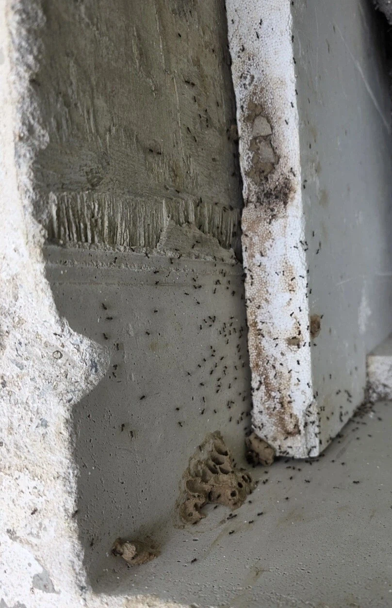 슬슬 여기도 벌레 소굴 되어가네.._1.webp