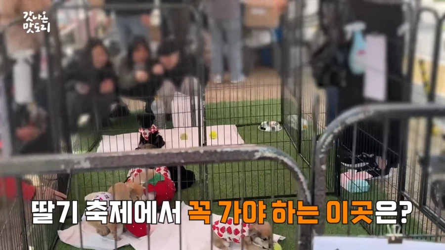 논산 딸기 축제에서 만날 수 있는 것.JPG_19.webp