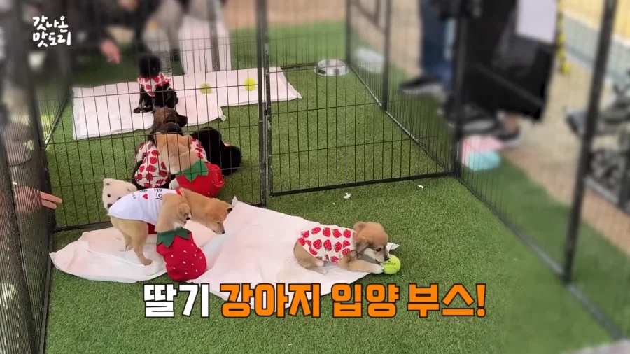 논산 딸기 축제에서 만날 수 있는 것.JPG_20.webp