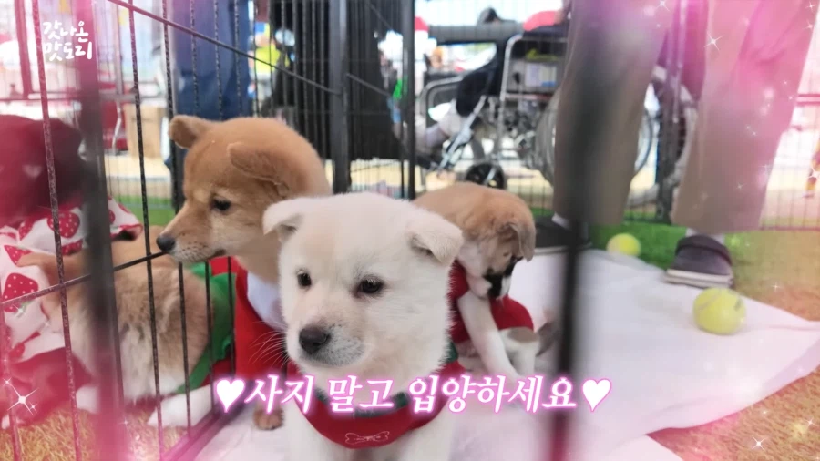 논산 딸기 축제에서 만날 수 있는 것.JPG_21.webp