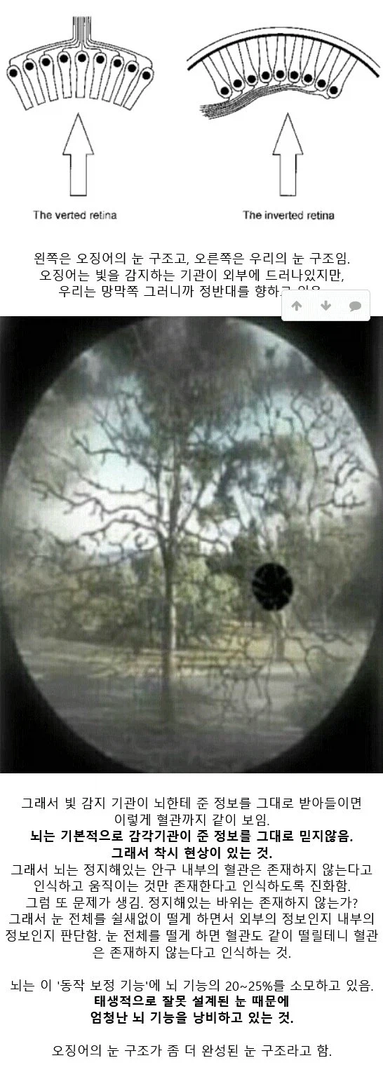 뇌 사용량의 가장 많은 부분을 차지한다는 기능 jpg._2.webp