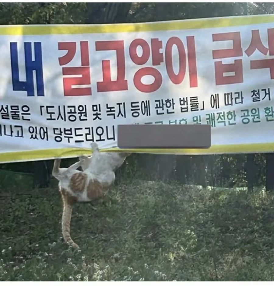 생존권을 주장하는 고냥희씨_2.webp