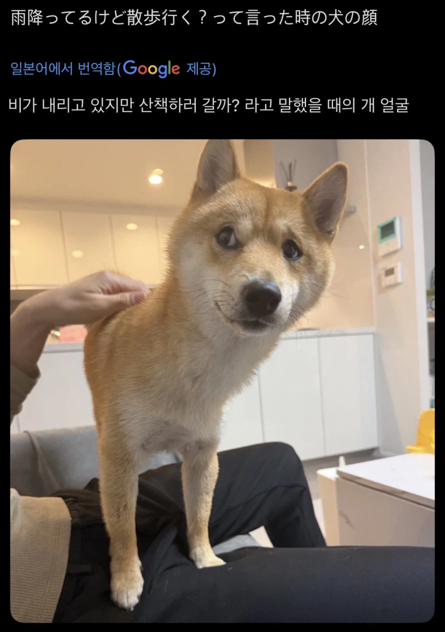 눈으로 욕하는 짤_1.webp