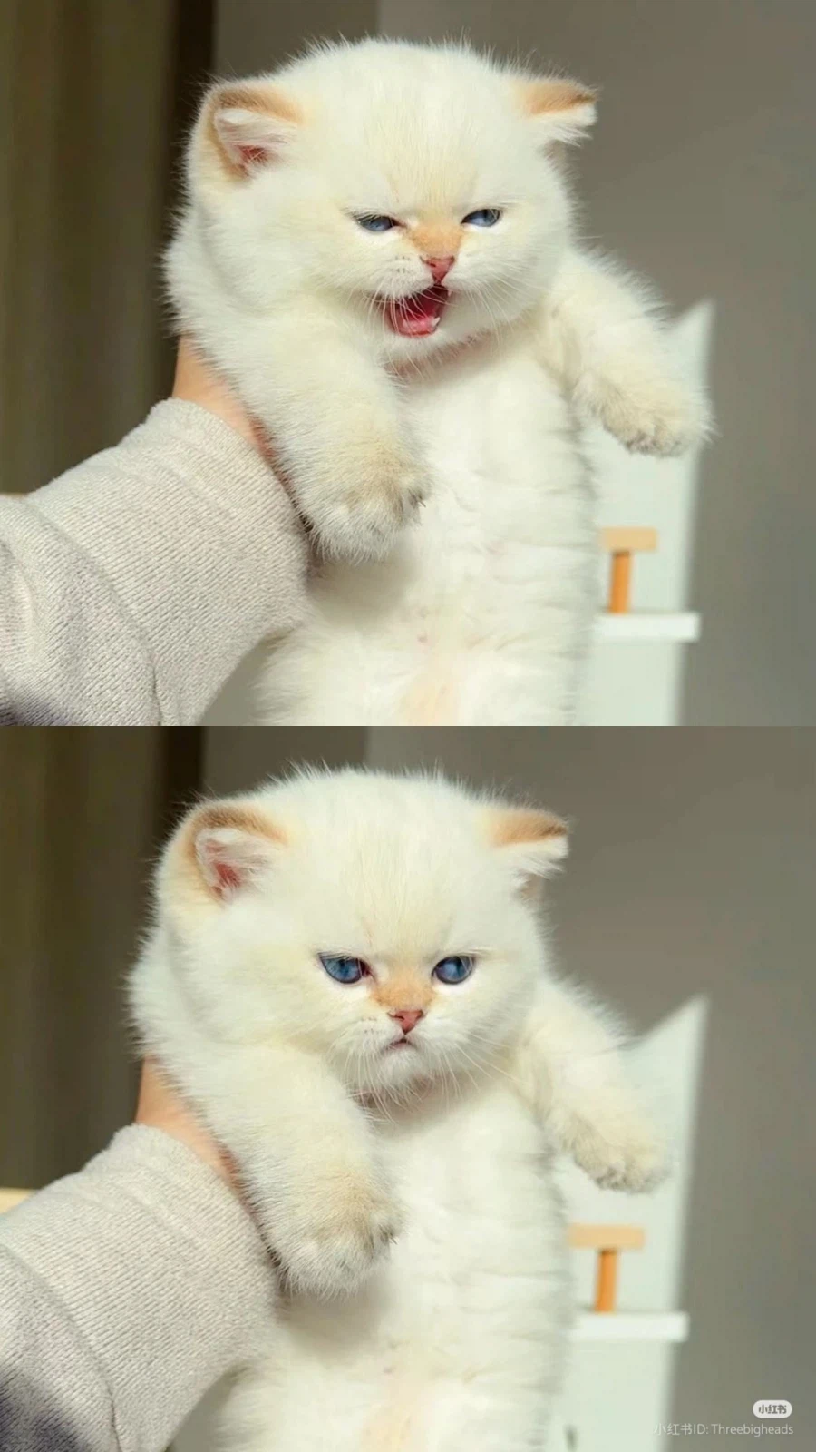 토실토실하게 생긴 어리고 하얀 고양이 _1.webp