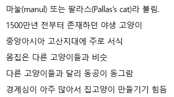 지구상에서 가장 오래된 고양이.jpg_2.webp